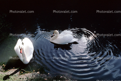 Swan, ripples, pond, lake, Wavelets