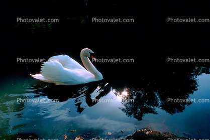 Swan, Reflection, pond, lake
