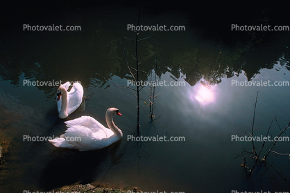 Swan, Napa Valley