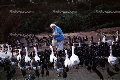 Woman feeding geese, Santa Barbara California