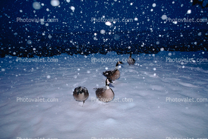duck, snowing