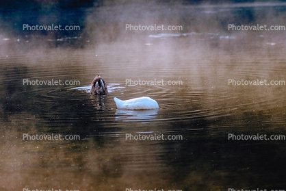 Swan, Duck, Bullfrog-Pond