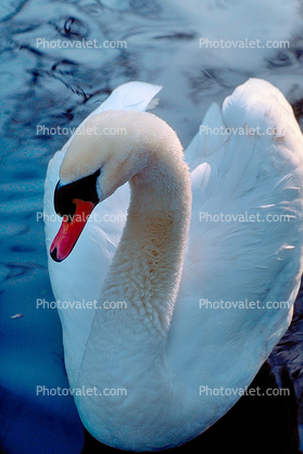 Swan, Oregon