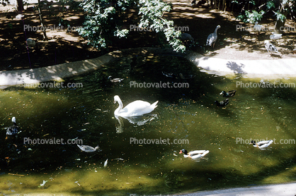 Duck, Swan