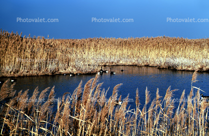Duck, Wetlands