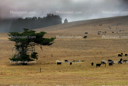 Cattle, Cows, Fields, Hills, Trees, Grass Field, near Fallon, Marin County, California