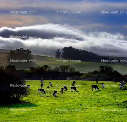 Cows, Cattle, Hills, Valley Ford, Bloomfield, Fog, Sonoma County