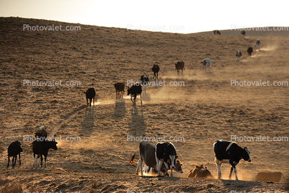 Dairy Cows, Cattle, Sonoma County, Two-Rock