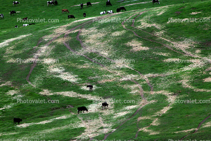 Dairy Cows, Cattle, Sonoma County, Two-Rock, Grass Field