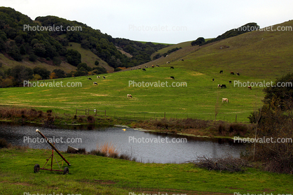 Pond, Hills, Water, Winter, Dairy Cows, Cattle, Sonoma County, Two-Rock