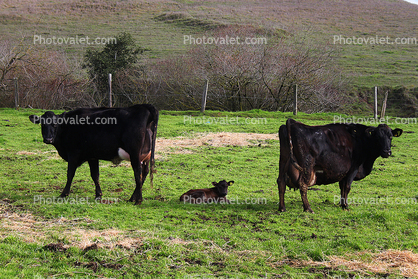calf, Dairy Cows, Cattle, Sonoma County, Two-Rock