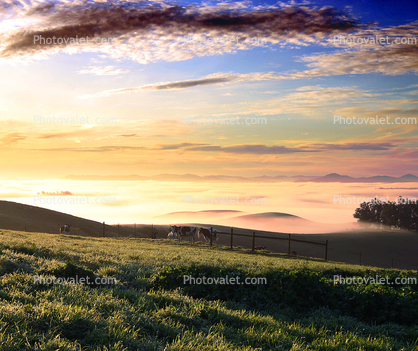 Cottagcore, Fog, Fields, Hills, Two-Rock, Sonoma County
