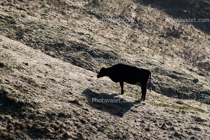 Dairy Cow, Shadow, Winter, Sonoma County, Two-Rock