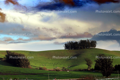 Dairy Cows, Fields, Hills, Winter, Clouds, Two-Rock, Sonoma County