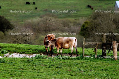 Jersey Cows, Cattle, Dairy, Sonoma County