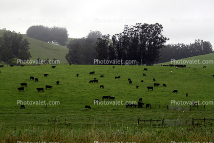 Cows, Cattle, Sonoma County