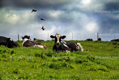 Cows, Cattle, Marin County, Grass Field