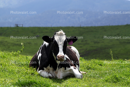 Cows, Cattle, Marin County