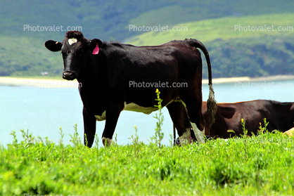 Cows, Cattle, Tomales Bay, Point Reyes, Marin County