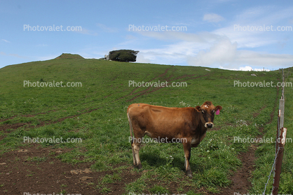 Cows, Cattle, Marin County