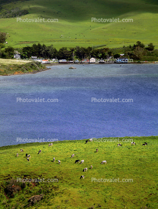 Cows, Cattle, Tomales Bay, Marin County