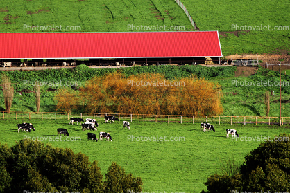 Cows, Cattle, Sonoma County, Two-Rock