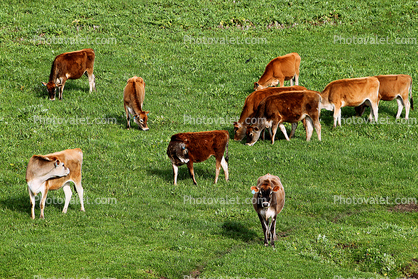 Jersey Cows, Hills, Fields, Bodega Sonoma County