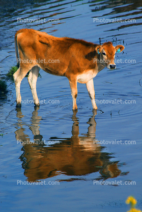 Jersey Cows, Water, Lake, Pond, Reservoir, Bodega Sonoma County