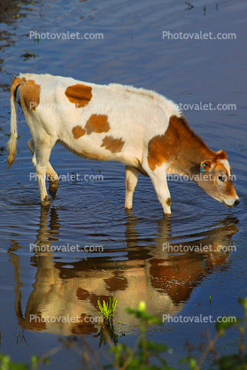 Pond, Jersey Cows, Water, Lake, Reservoir, Bodega Sonoma County