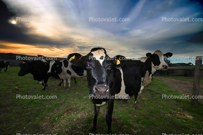 Dairy Cows, Petaluma, California, Two-Rock, Sonoma County