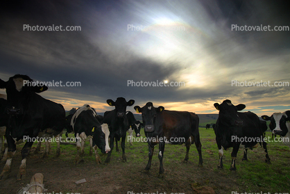 Dairy Cows, Petaluma, California, Two-Rock, Sonoma County