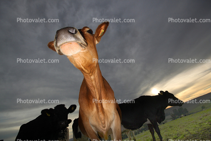 Jersey Cows, Petaluma, California, Two-Rock, Sonoma County