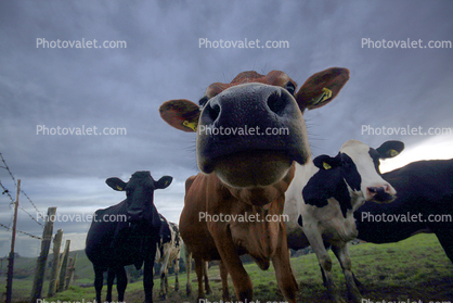 big nose, Jersey Cows, Petaluma, California, Two-Rock, Sonoma County