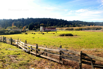 Fence, Barn, Cows, Fields, Freestone, Sonoma County, California
