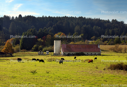 Barn, Cows, Fields, Freestone, Sonoma County, California