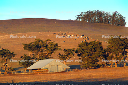 Dairy Cows, Hay Barn, Marin County, California