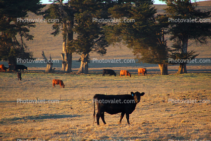 Marin County Cows, California