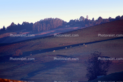 Cows grazing on the hills, Bloomfield, Sonoma County