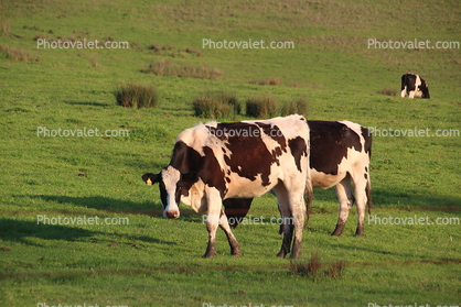 Grazing Cows, grass, Marin County