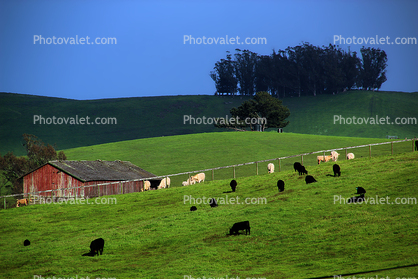barn, greenfields, cows, cattle