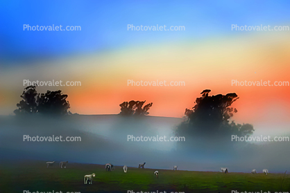 Sheep, fog, trees, Paintography