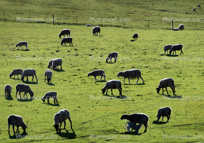 sheep, grazing, grass