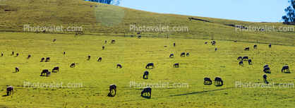 sheep, grazing, grass, Grass Field