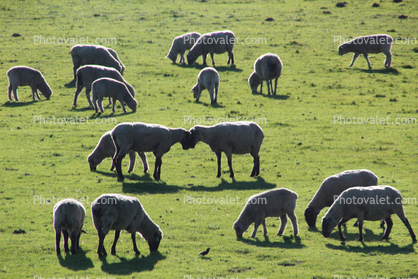 Sheep butting heads, grazing, sheep, grass