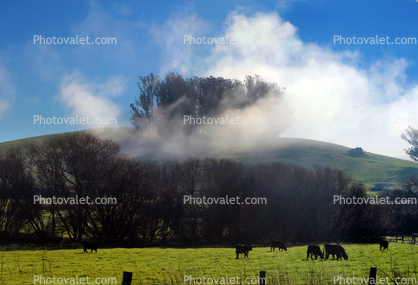 Waning Fog, Cows Grazing, Valley Ford, Sonoma County