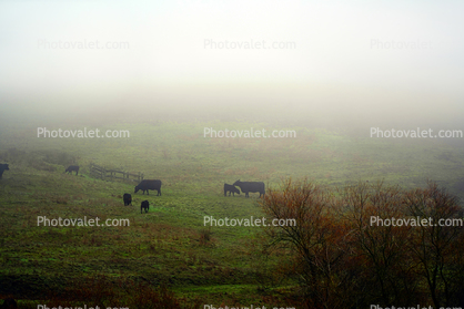 Beef Cows grazing, Wintry Rainy Foggy Day, Hill, trees