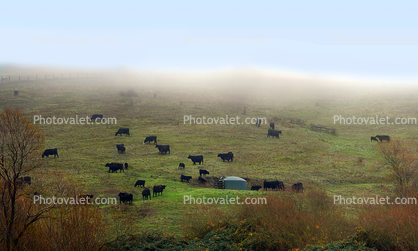 Beef Cows grazing, Wintry Rainy Foggy Day, Hill, trees