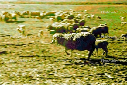 Galloping Sheep, Cotati, Sonoma County