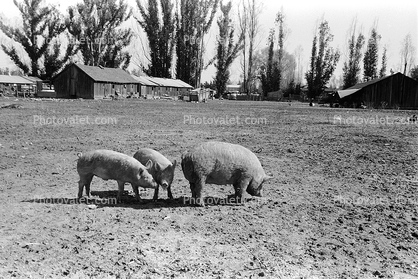 Pigs, sow, swine, barn, Cotati, Sonoma County