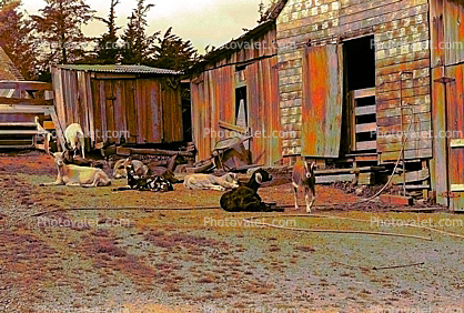 goats, barn, Shed, outdoors, outside, exterior, rural, building, Cotati, Sonoma County, Psychedelic, psyscape
